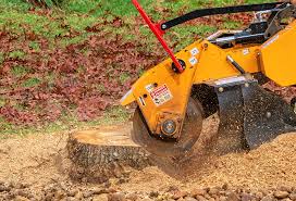 Best Tree Maintenance Programs  in Morristown, TN