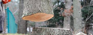 Best Tree Mulching  in Morristown, TN