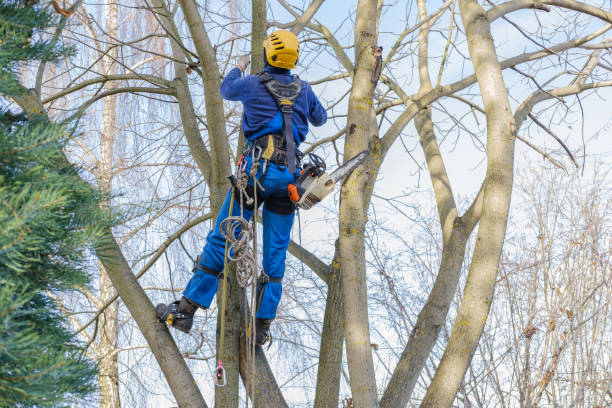 Trusted Morristown, TN Tree Care Experts