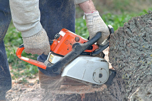 Best Tree Trimming and Pruning  in Morristown, TN