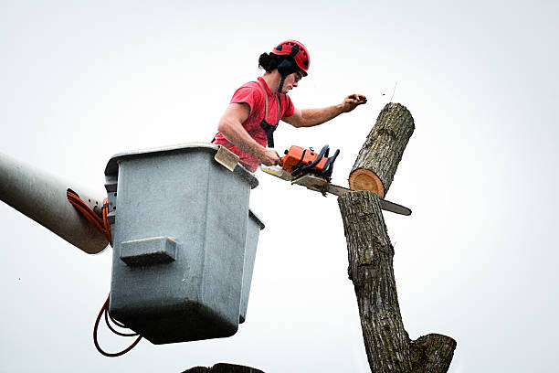 Best Fruit Tree Pruning  in Morristown, TN
